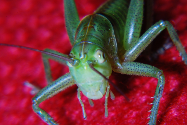 Cavalletta: ninfa di Tettigonia sp.